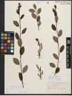 Foto von Salix phylicifolia L.